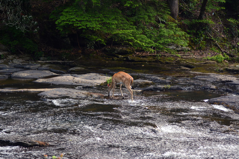 Deer_in_Cane_Creek.jpg
