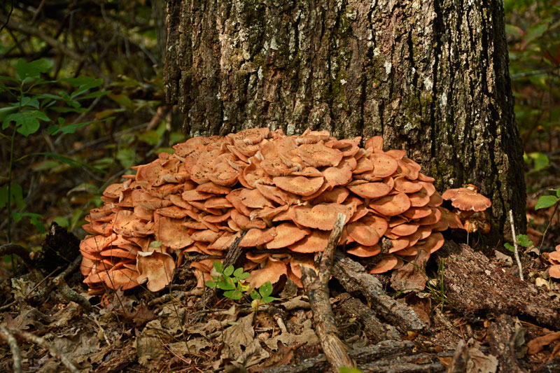 mushrooms_7812.jpg