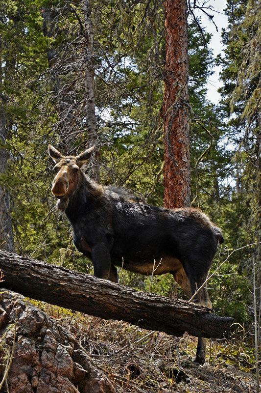 Moose_RMNP.jpg