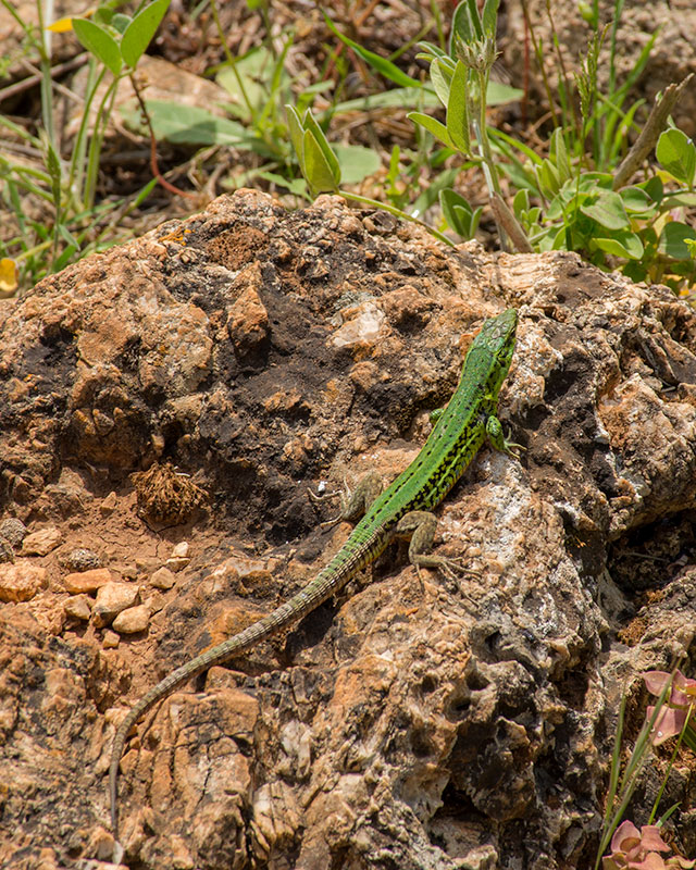 Sicilian_wall_lizard_2944.jpg