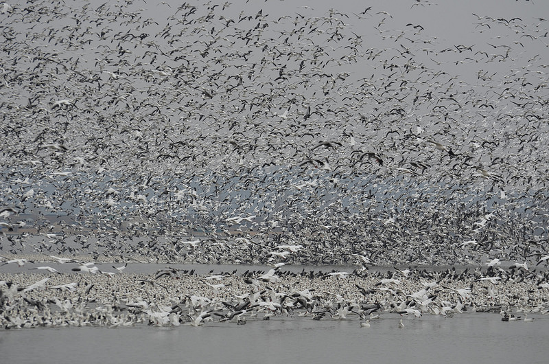 SPS_BIGLAKEGEESE_001.jpg