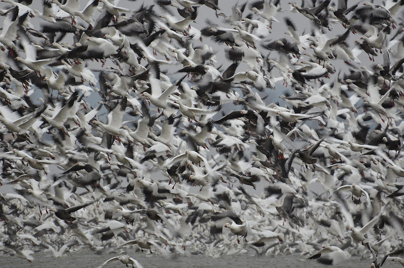 BigLake_Geese.jpg