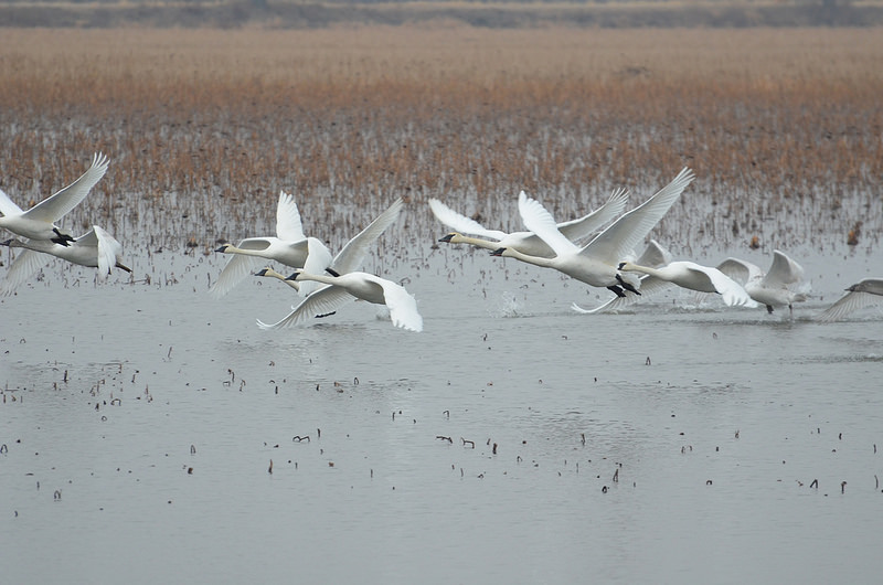 Trumpeter_Swans.jpg