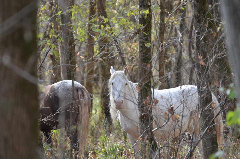 Wild_Horses.jpg