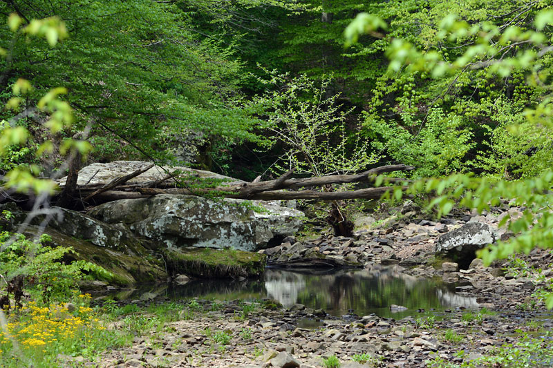 Max_Creek3.jpg