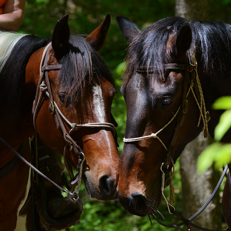 Horses.jpg