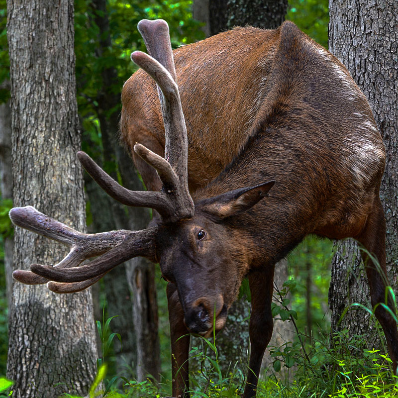 elk.jpg