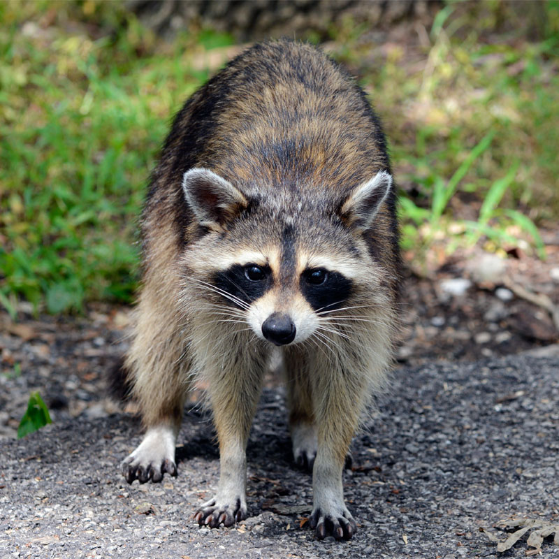 Raccoon.jpg