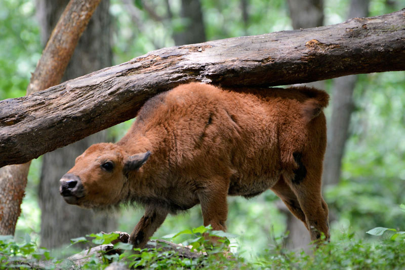 Baby_Bison.jpg