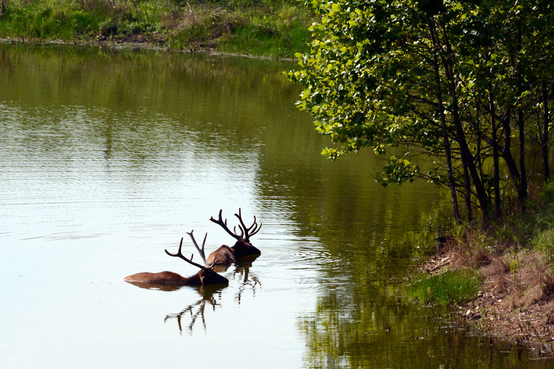 Cooling_Elk_m.jpg