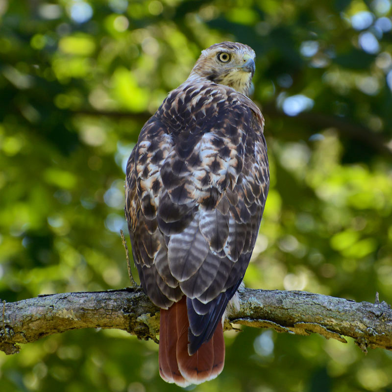 Red_Tailed_Hawk.jpg