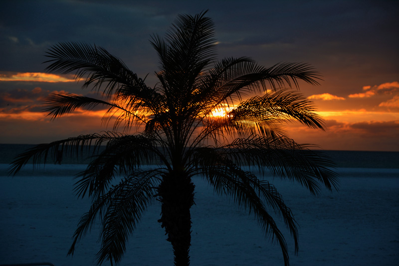 Palm_Sunset_1056.jpg