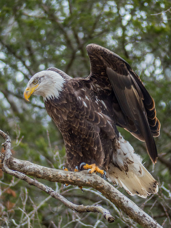 Bald_Eagle.jpg