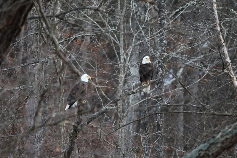 Bald_Eagles.jpg