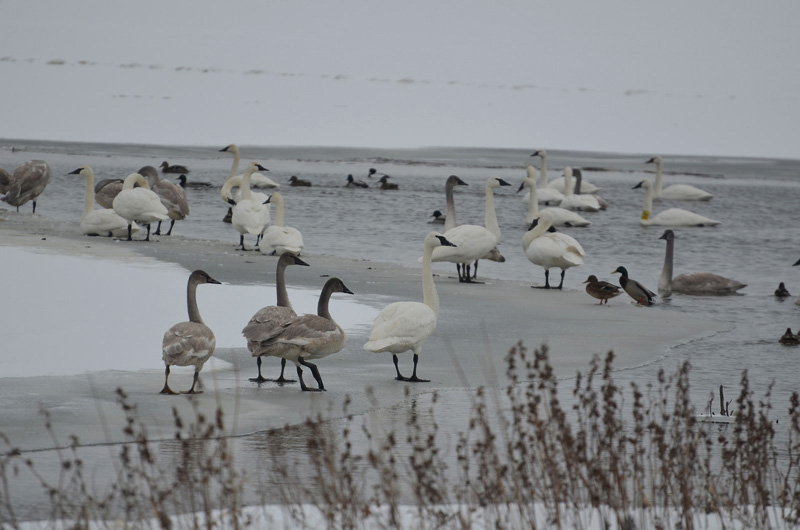 Trumpeter_Swans.jpg