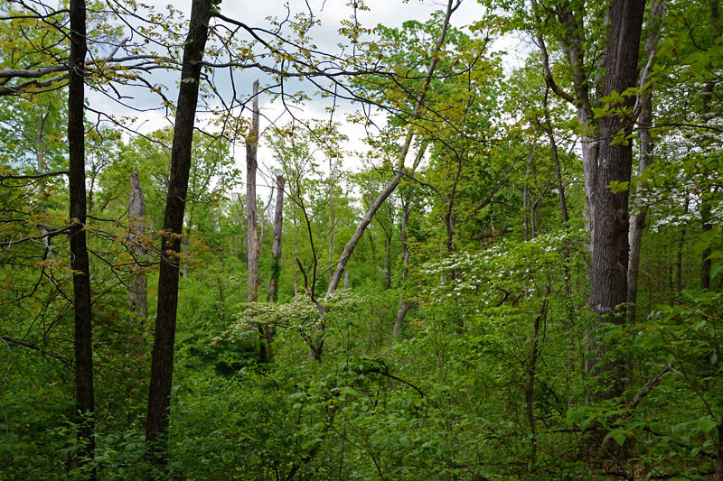 Babler_State_Park_5945.jpg