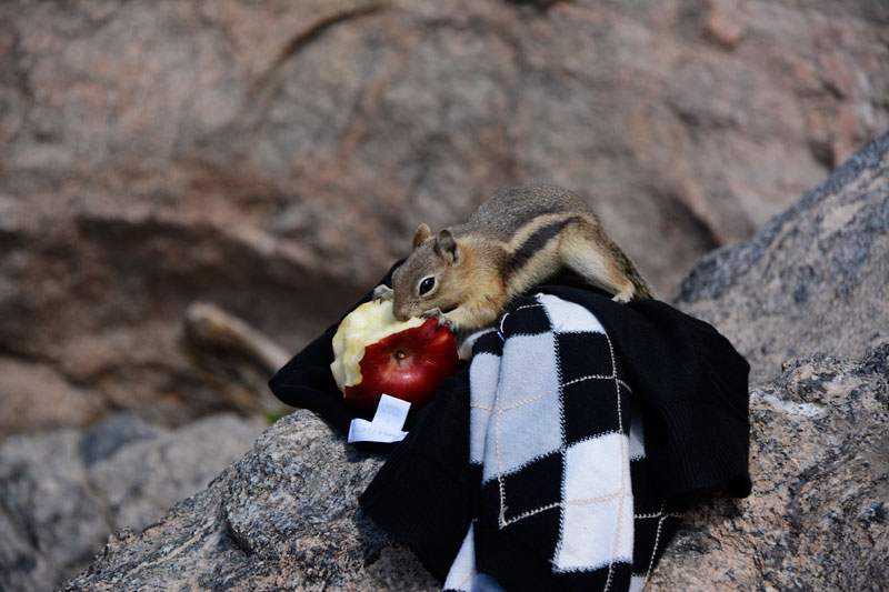Golden-Mantled_Ground_Squirrel_6822.jpg
