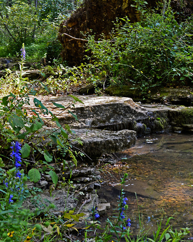 Wildflowers_8164.jpg