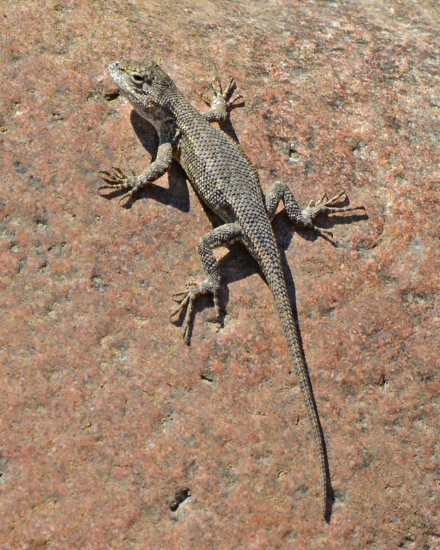 Fence_Lizard_8428.jpg