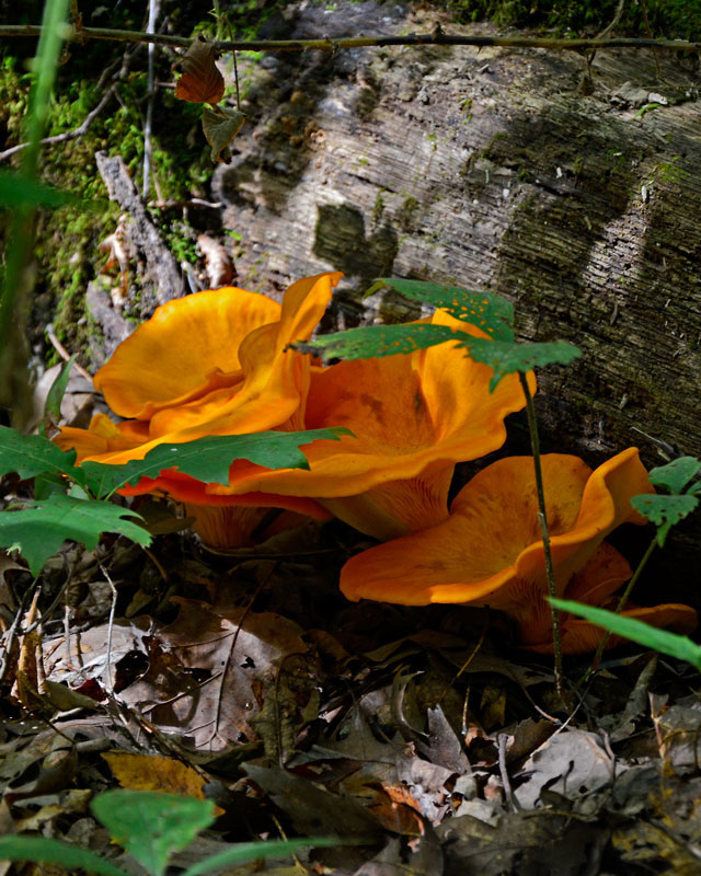 Tree_Fungus_8701.jpg