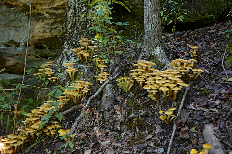 Pickle_Springs_8723.jpg