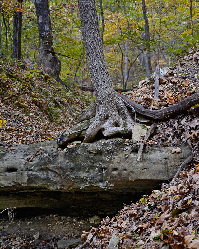 5Rockwoods_9380.jpg