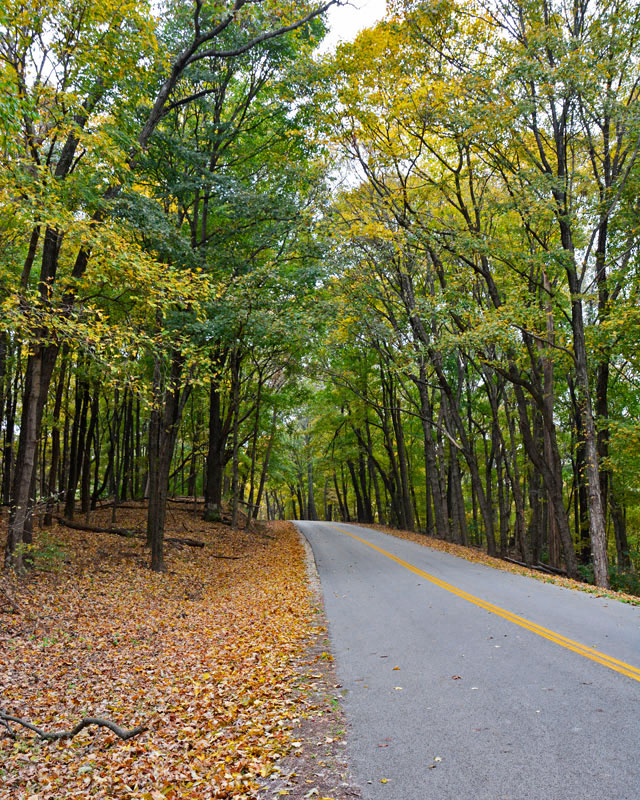 Fall_Road_Crossing_0099.jpg