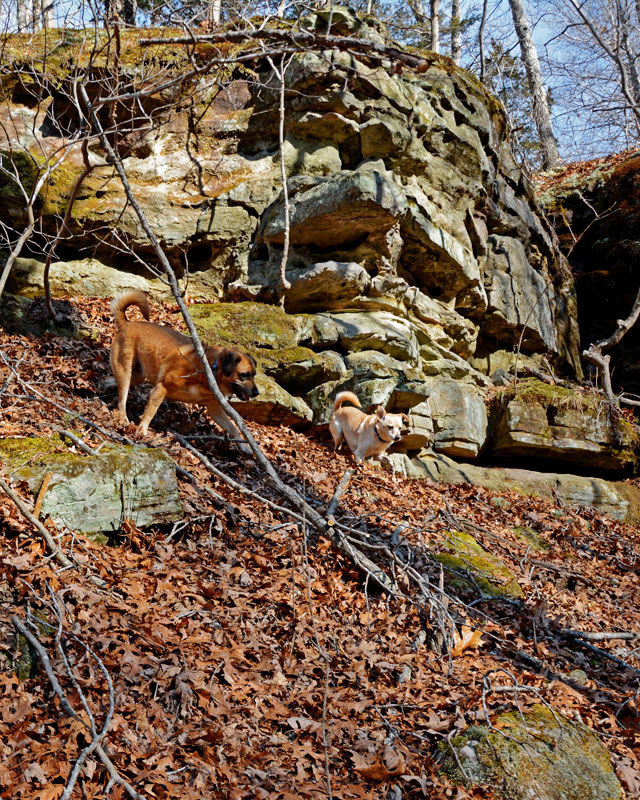 dogs_1427.jpg