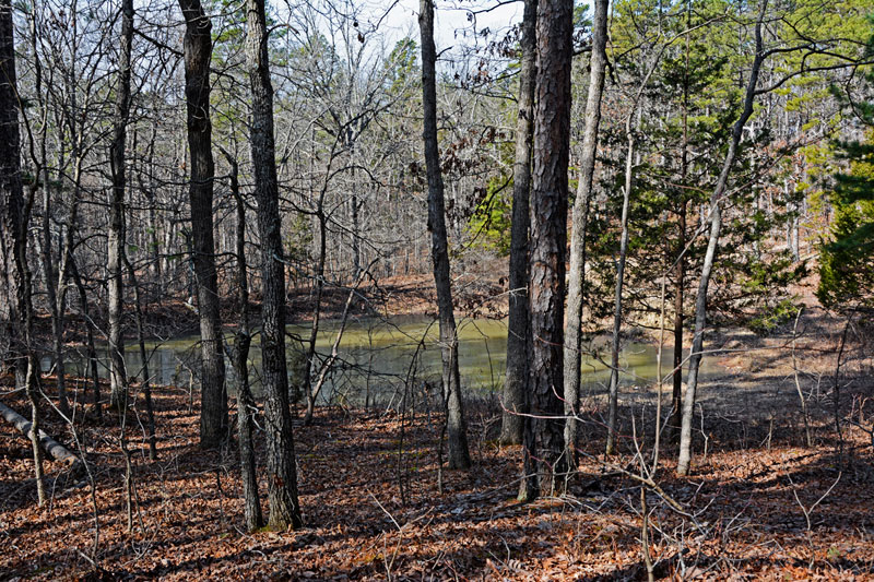 pond_1636.jpg