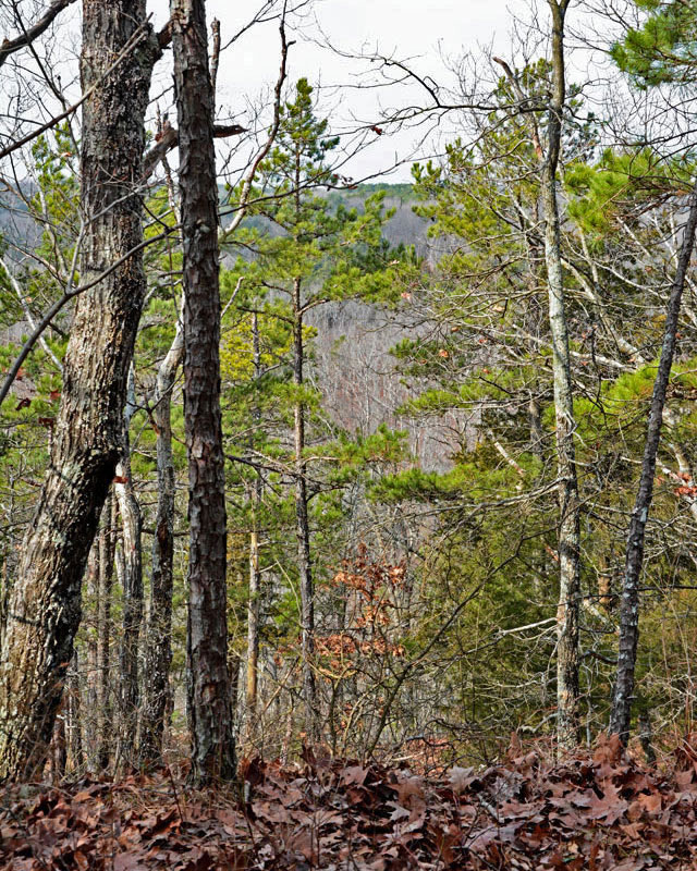 trees_1861.jpg