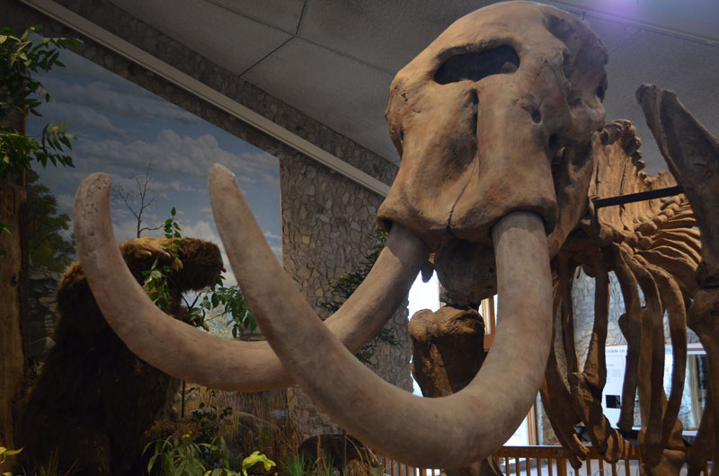 Mastodon_Tusk_02.jpg