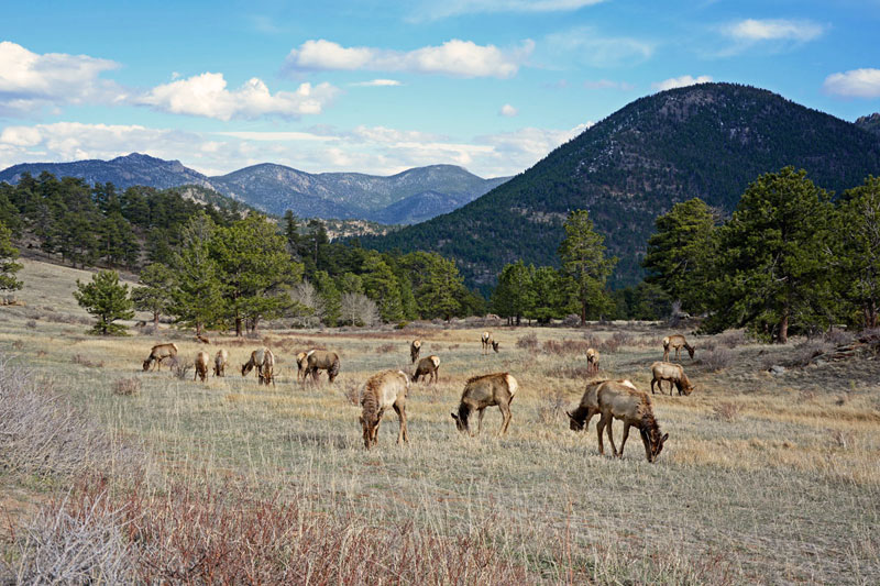 Rocky_Mountain_Elk_3466.jpg