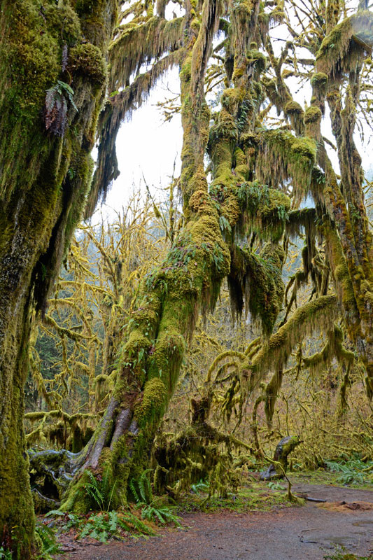 Moss_Trees_4075.jpg
