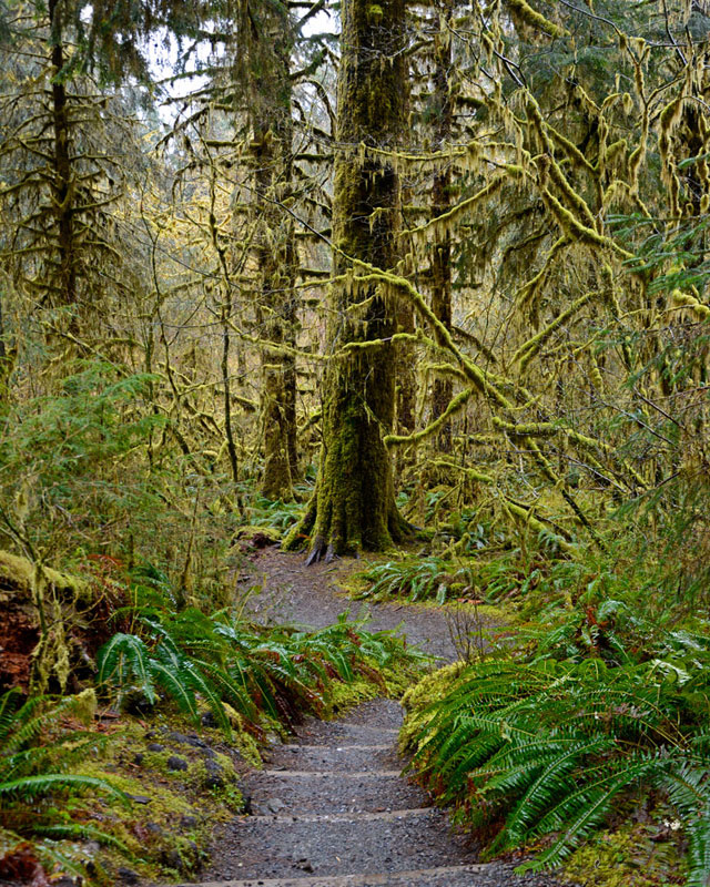 Moss_Trail_4083.jpg