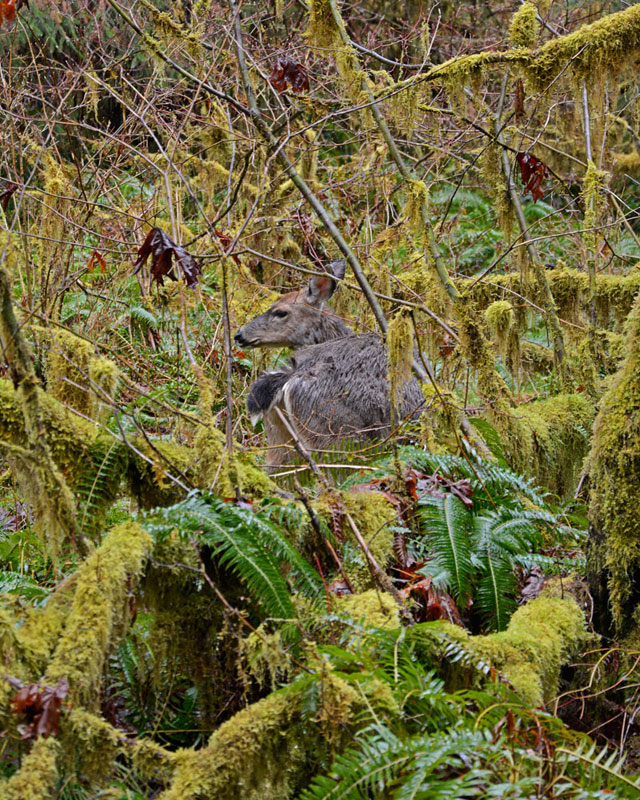 Deer_4079.jpg
