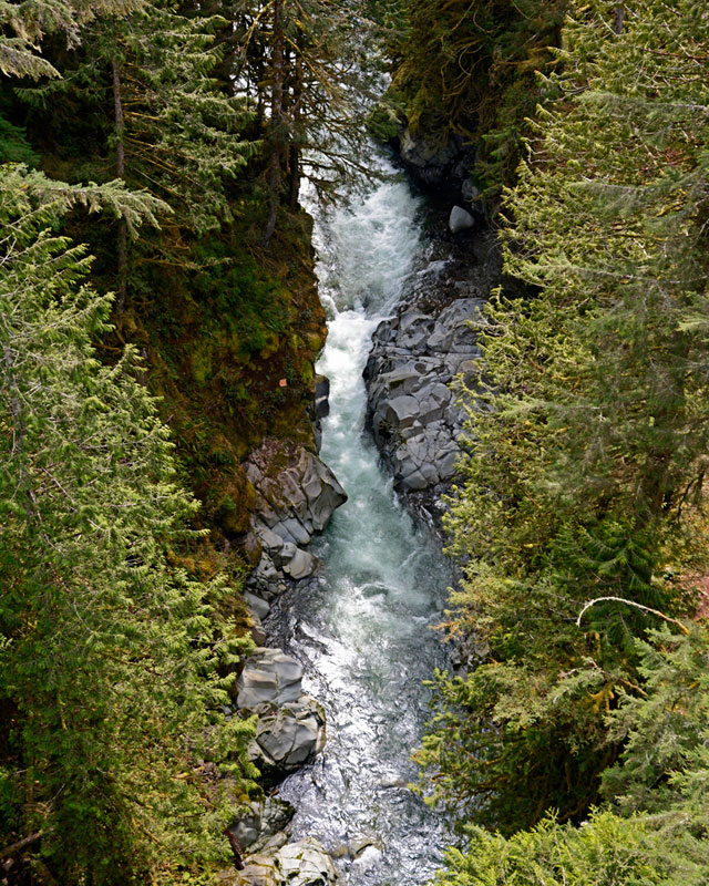 Carbon_River_4388.jpg