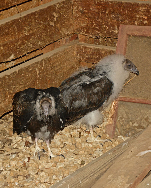 Vultures_6291.jpg
