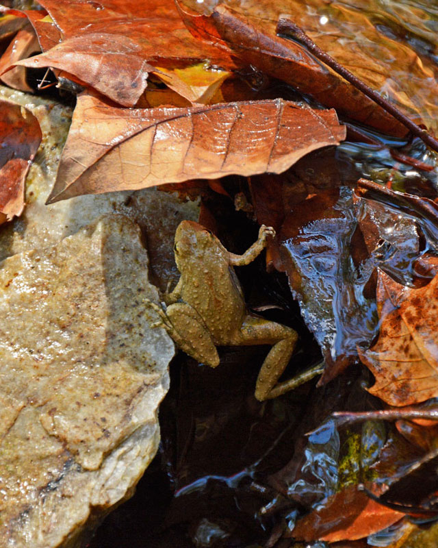 Frog_8097.jpg